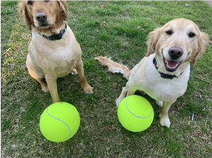 JUMBO TENNIS BALL ~ a new favorite for your dog!